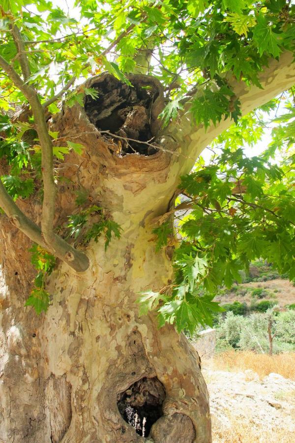 Petrakis Cretan Homes 基萨莫斯 外观 照片